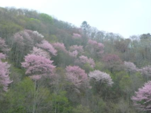 山桜の自然美