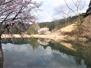 ウグイスの声とサクラ