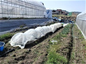 野菜の種撒き、定植