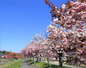 見事なボタン桜