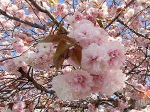 見事なボタン桜