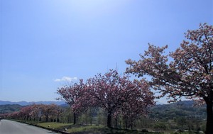 見事なボタン桜