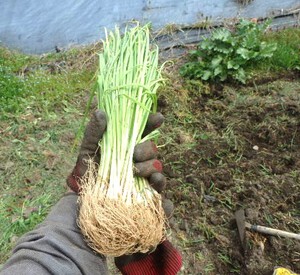 野菜作り仕込み時期