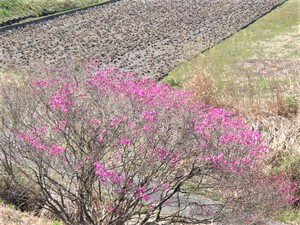 メ―クイーンの種植え