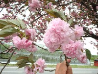 見事なボタン桜