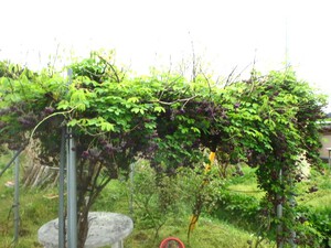 雨の朝、芽吹き盛ん