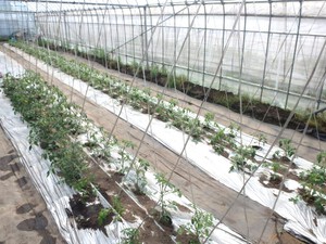 農作業日和
