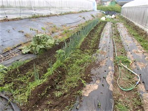 野菜収穫の満足感