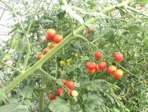 秋野菜苗の定植