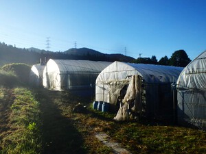 日の出の早朝の風景