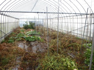 秋野菜の成長順調