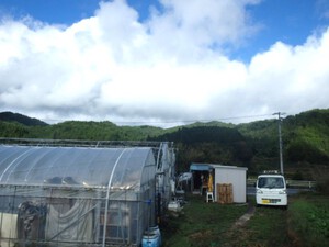 秋野菜の成長順調