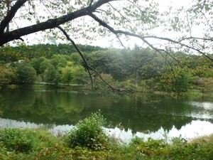 秋の風物詩：キンモクセイの花