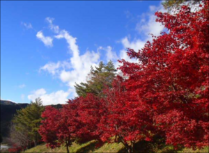 紅葉が進む南信州