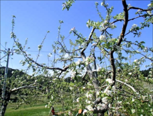 白いリンゴの花