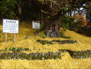 浜松の四季桜と新野の黄色ジュータン