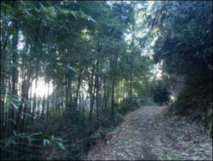 神社ウォーキング