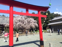 桜　　満開っっ！　春　　満喫っっ！！！　　第２弾っ