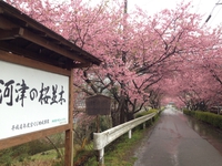 桜　　満開っっ！　　　春　　満喫っっ！！！！