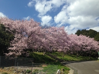 桜　　満開っっ！　春　　満喫っっ！！！　　第３弾っ