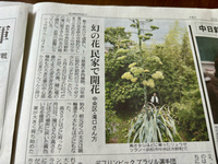 『リュウゼツラン』のことが今日の新聞に！