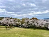 　　　桜満開