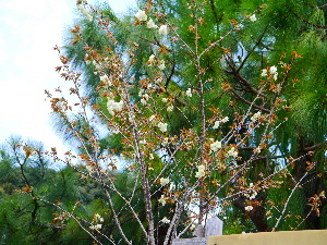 いだいら観音の里の「ウコン桜」