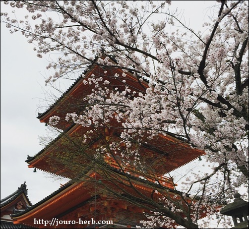 春爛漫の京都へ