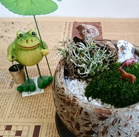 どうしてこうなった～？苔女 2017/06/29 18:39:00