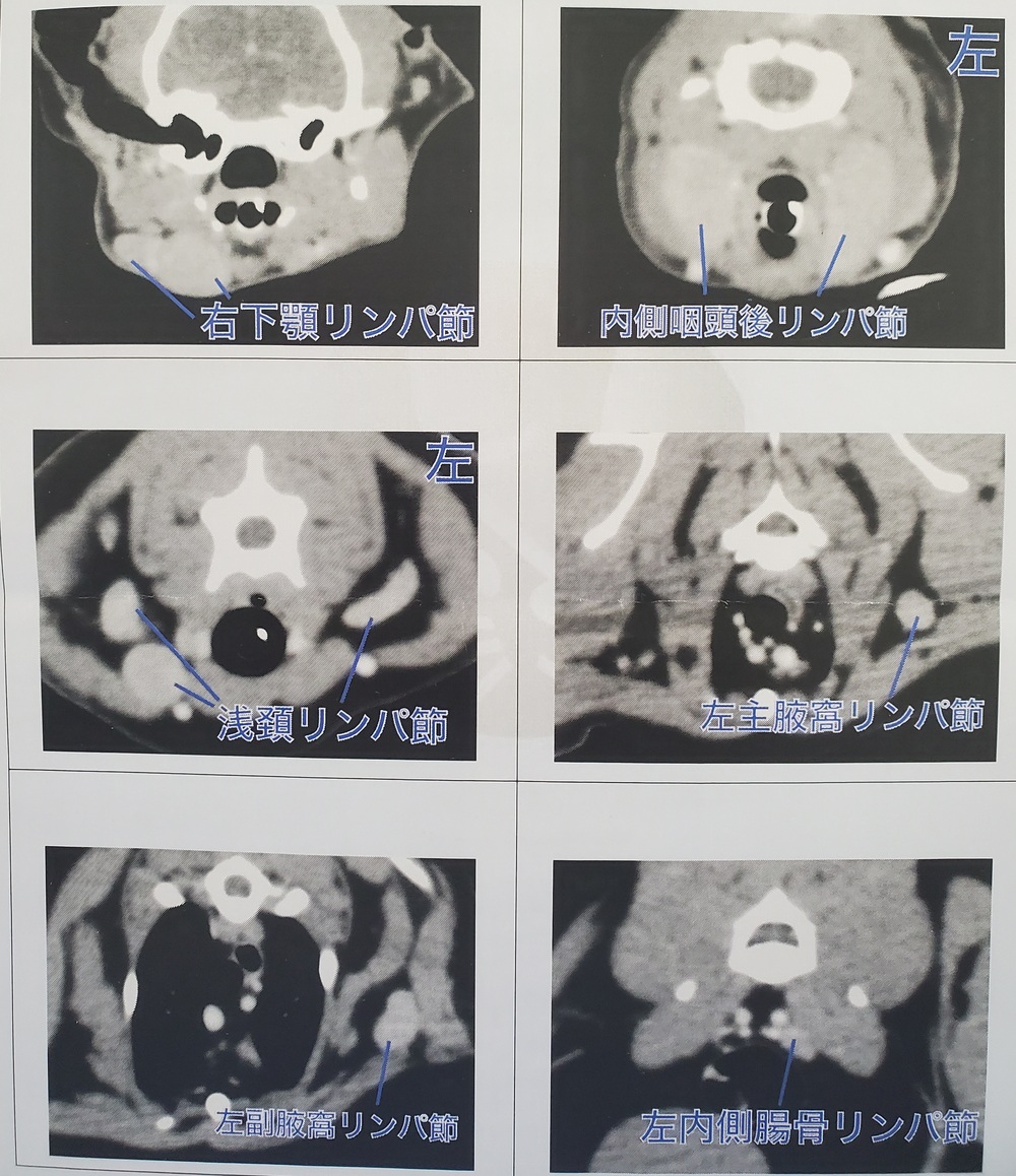 アクビ治療開始