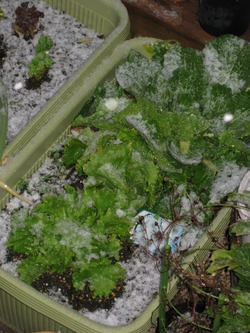 磐田に朝の雪