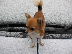 磐田に朝の雪