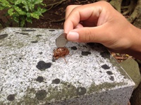 蝉の抜け殻に願いをこめて