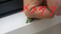 やめろ