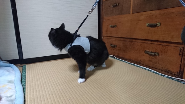 帰っていきました。猫ちゃん・・・