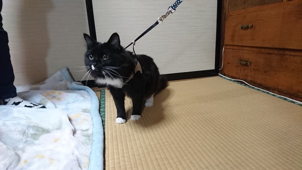 帰っていきました。猫ちゃん・・・