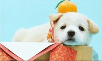 明けましておめでとうだワン‼