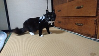 帰っていきました。猫ちゃん・・・