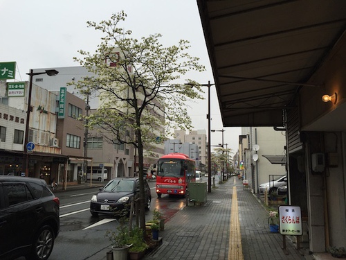 ハナミズキが咲きました。
