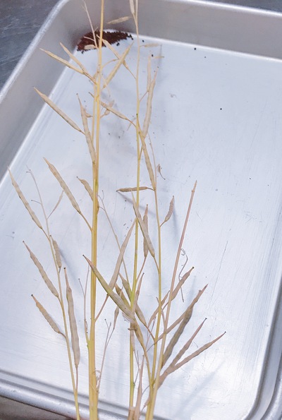 ムラサキの水菜の種