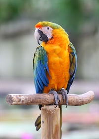 カタリーナコンゴウインコの晴夏（はるか）が亡くなりました。 2018/04/12 12:00:00