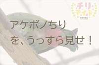 毎度毎度シリだとかチリだとかの話ですみません。 2021/03/29 11:30:00