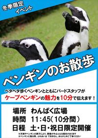 ケープペンギン「伊予」の異常な愛 2020/03/16 11:30:00