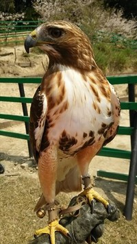 嫌いなら　馴れてほしいな　若きタカ 2018/04/09 11:30:00