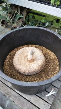 「スタッフブログ　鳥たちの飼育日記」特別編　ゾウコンニャク栽培記録2020!! 2020/06/08 11:30:00