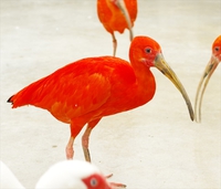 掛川花鳥園の芸術家たち！？ 2018/05/07 11:30:00