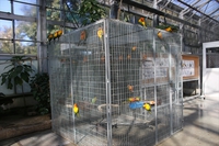 コガネメキシコインコ（若鳥）がやってきた！！ 2018/01/08 11:30:00