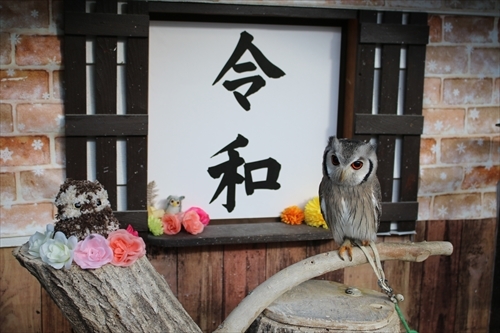 令和の掛川花鳥園ブログは飛ぶのがとっても速いあの子でスタート！・・・と、ワークショップのお知らせ！