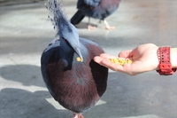 スタッフ流、鳥とのふれあい方。～温室編～ 2016/12/26 11:30:00