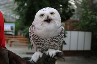 シロフクロウが腕に乗せられる・・・！！？ 2018/10/08 11:30:00